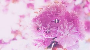 Preview wallpaper flowers, pink, bouquet