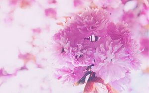 Preview wallpaper flowers, pink, bouquet