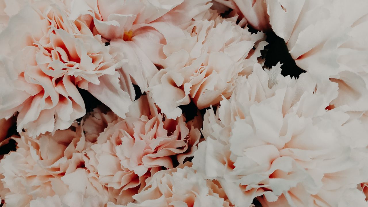 Wallpaper flowers, pink, bouquet, petals, closeup