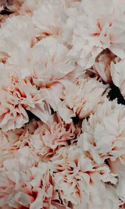Preview wallpaper flowers, pink, bouquet, petals, closeup