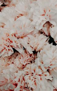 Preview wallpaper flowers, pink, bouquet, petals, closeup