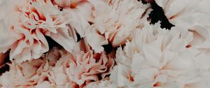 Preview wallpaper flowers, pink, bouquet, petals, closeup