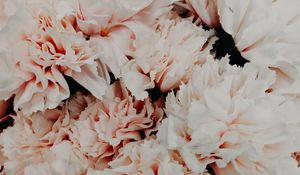 Preview wallpaper flowers, pink, bouquet, petals, closeup
