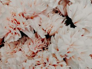 Preview wallpaper flowers, pink, bouquet, petals, closeup