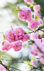 Preview wallpaper flowers, pink, branch, spring, flowering