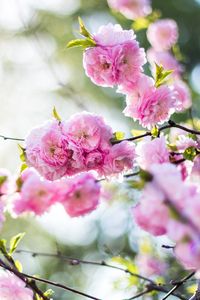 Preview wallpaper flowers, pink, branch, spring, flowering