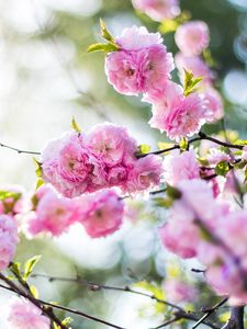 Preview wallpaper flowers, pink, branch, spring, flowering