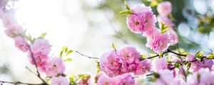 Preview wallpaper flowers, pink, branch, spring, flowering