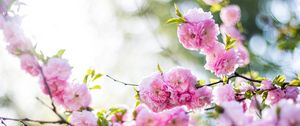 Preview wallpaper flowers, pink, branch, spring, flowering