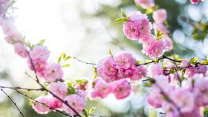 Preview wallpaper flowers, pink, branch, spring, flowering