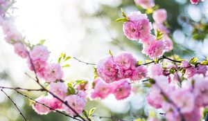 Preview wallpaper flowers, pink, branch, spring, flowering