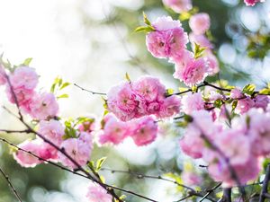 Preview wallpaper flowers, pink, branch, spring, flowering