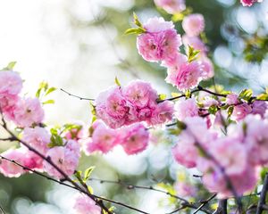 Preview wallpaper flowers, pink, branch, spring, flowering