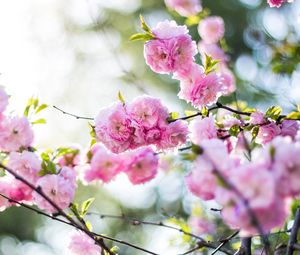 Preview wallpaper flowers, pink, branch, spring, flowering