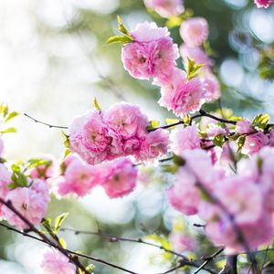 Preview wallpaper flowers, pink, branch, spring, flowering