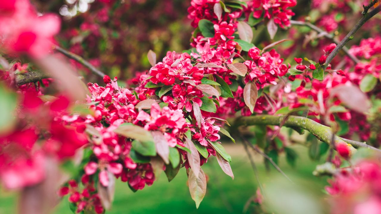 Wallpaper flowers, pink, branch, flowering, plant