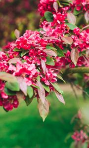 Preview wallpaper flowers, pink, branch, flowering, plant