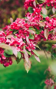 Preview wallpaper flowers, pink, branch, flowering, plant