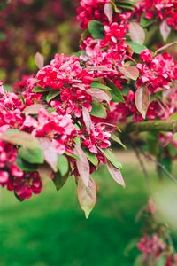 Preview wallpaper flowers, pink, branch, flowering, plant