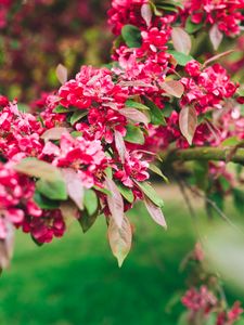 Preview wallpaper flowers, pink, branch, flowering, plant