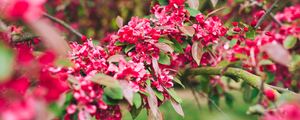 Preview wallpaper flowers, pink, branch, flowering, plant