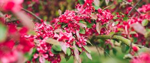 Preview wallpaper flowers, pink, branch, flowering, plant
