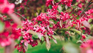 Preview wallpaper flowers, pink, branch, flowering, plant