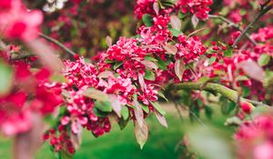 Preview wallpaper flowers, pink, branch, flowering, plant