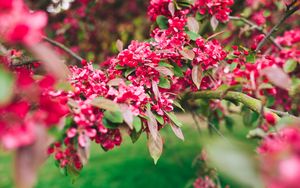 Preview wallpaper flowers, pink, branch, flowering, plant