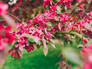 Preview wallpaper flowers, pink, branch, flowering, plant