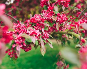 Preview wallpaper flowers, pink, branch, flowering, plant