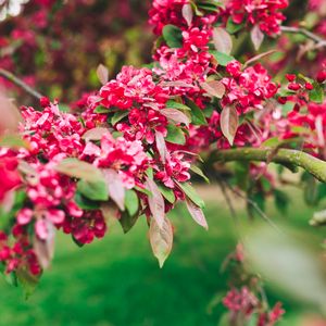 Preview wallpaper flowers, pink, branch, flowering, plant