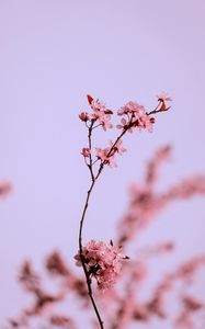 Preview wallpaper flowers, pink, branch, cherry, macro