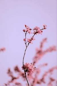 Preview wallpaper flowers, pink, branch, cherry, macro