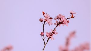 Preview wallpaper flowers, pink, branch, cherry, macro