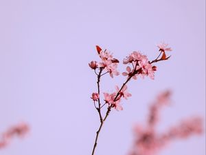 Preview wallpaper flowers, pink, branch, cherry, macro