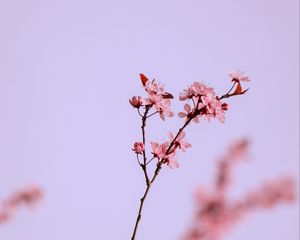 Preview wallpaper flowers, pink, branch, cherry, macro