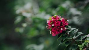 Preview wallpaper flowers, pink, branch, plant