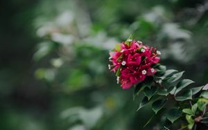 Preview wallpaper flowers, pink, branch, plant