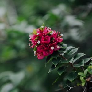 Preview wallpaper flowers, pink, branch, plant