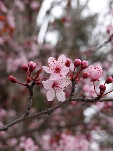 Preview wallpaper flowers, pink, branch, macro