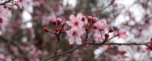 Preview wallpaper flowers, pink, branch, macro