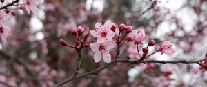 Preview wallpaper flowers, pink, branch, macro