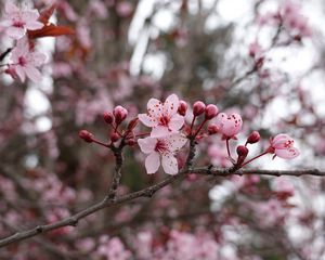 Preview wallpaper flowers, pink, branch, macro