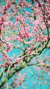 Preview wallpaper flowers, pink, branches, tree, bloom, spring