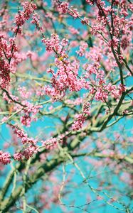 Preview wallpaper flowers, pink, branches, tree, bloom, spring