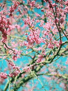 Preview wallpaper flowers, pink, branches, tree, bloom, spring