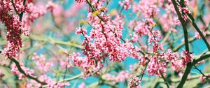 Preview wallpaper flowers, pink, branches, tree, bloom, spring