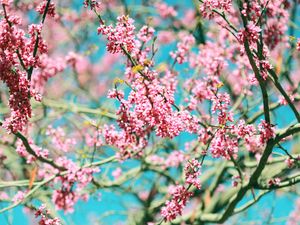 Preview wallpaper flowers, pink, branches, tree, bloom, spring