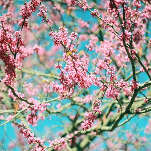 Preview wallpaper flowers, pink, branches, tree, bloom, spring